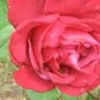 elainesylves22